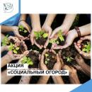 Акция «Социальный огород»
